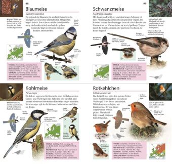 Gartenvögel beobachten und bestimmen