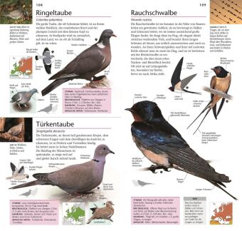 Gartenvögel beobachten und bestimmen