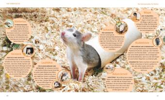 Ratten