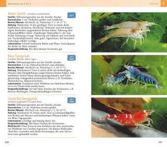 Aquarienfische von A bis Z