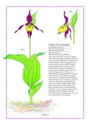 Lavendel, Lilie, Löwenzahn