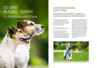 Parson und Jack Russel Terrier