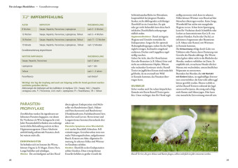 Parson und Jack Russel Terrier