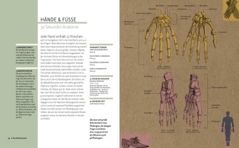 Anatomie in 30 Sekunden