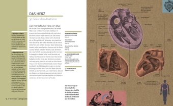 Anatomie in 30 Sekunden