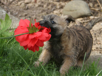 CALVENDO Puzzle Cairn Terrier Welpe | 1000 Teile Lege-Größe 64x48cm Foto-Puzzle für glückliche Stunden
