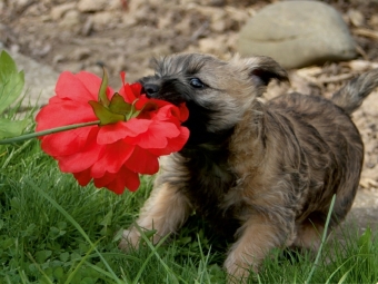 CALVENDO Puzzle Cairn Terrier Welpe | 1000 Teile Lege-Größe 64x48cm Foto-Puzzle für glückliche Stunden