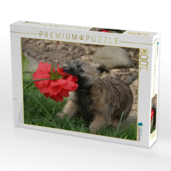 CALVENDO Puzzle Cairn Terrier Welpe | 1000 Teile Lege-Größe 64x48cm Foto-Puzzle für glückliche Stunden