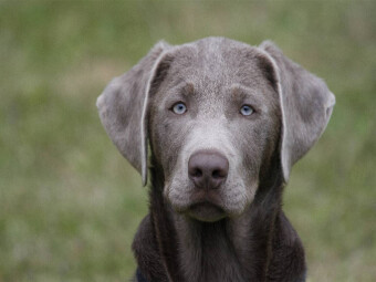 CALVENDO Puzzle Labrador-Welpe | 1000 Teile Lege-Größe 64x48cm Foto-Puzzle für glückliche Stunden