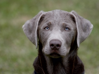 CALVENDO Puzzle Labrador-Welpe | 1000 Teile Lege-Größe 64x48cm Foto-Puzzle für glückliche Stunden