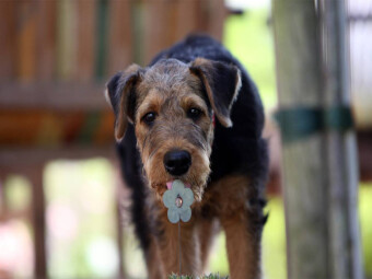 CALVENDO Puzzle Airedale Terrier Welpe | 1000 Teile Lege-Größe 64x48cm Foto-Puzzle für glückliche Stunden