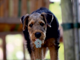 CALVENDO Puzzle Airedale Terrier Welpe | 1000 Teile Lege-Größe 64x48cm Foto-Puzzle für glückliche Stunden