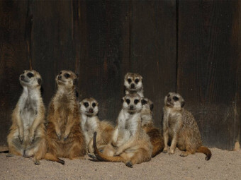 CALVENDO Puzzle Erdmännchen | 1000 Teile Lege-Größe 64x48cm Foto-Puzzle für glückliche Stunden