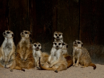 CALVENDO Puzzle Erdmännchen | 1000 Teile Lege-Größe 64x48cm Foto-Puzzle für glückliche Stunden