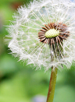 CALVENDO Puzzle Pusteblume | 2000 Teile Lege-Größe 90x67cm Foto-Puzzle für glückliche Stunden