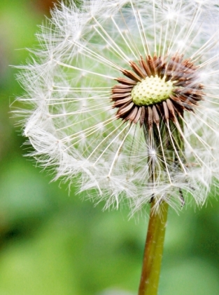 CALVENDO Puzzle Pusteblume | 2000 Teile Lege-Größe 90x67cm Foto-Puzzle für glückliche Stunden
