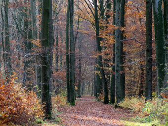 CALVENDO Puzzle Herbstwald | 1000 Teile Lege-Größe 64x48cm Foto-Puzzle für glückliche Stunden