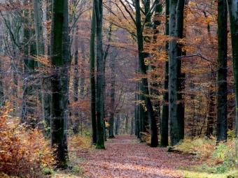 CALVENDO Puzzle Herbstwald | 1000 Teile Lege-Größe 64x48cm Foto-Puzzle für glückliche Stunden
