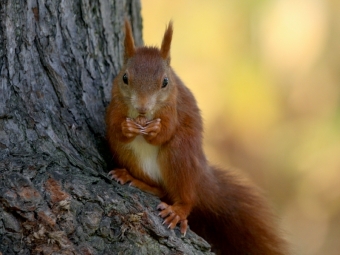 Eichhörnchen (Puzzle)