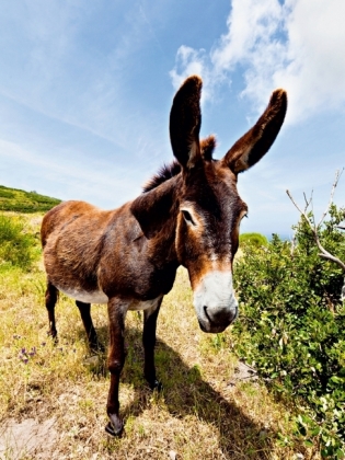 CALVENDO Puzzle Esel in der Landschaft | 1000 Teile Lege-Größe 64x48cm Foto-Puzzle für glückliche Stunden
