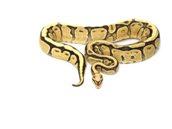 CALVENDO Puzzle Snake | 1000 Teile Lege-Größe 64x48cm Foto-Puzzle für glückliche Stunden