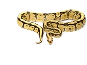 CALVENDO Puzzle Snake | 1000 Teile Lege-Größe 64x48cm Foto-Puzzle für glückliche Stunden