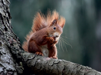 Eichhörnchen (Puzzle)