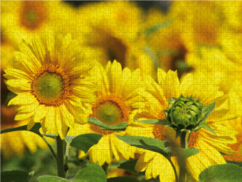 CALVENDO Puzzle Ein Motiv aus dem Kalender Natur Bilder Kalender | 1000 Teile Lege-Größe 64x48cm Foto-Puzzle für glückliche Stunden