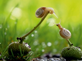 CALVENDO Puzzle Ein Motiv aus dem Kalender at Schneckentempo durch das Jahr | 1000 Teile Lege-Größe 64x48cm Foto-Puzzle für glückliche Stunden