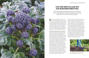 Wintergemüse anbauen