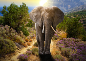 Lais Puzzle Elefant 1000 Teile