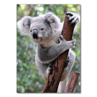 Lais Puzzle Koala Australien 500 Teile