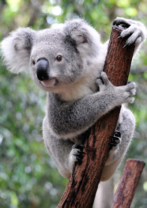 Lais Puzzle Koala Australien 500 Teile