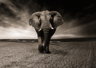 Lais Puzzle Elefant 1000 Teile