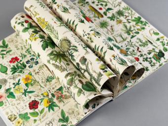 Flora