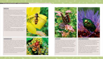 Biene, Igel, Schmetterling. So wird Ihr Garten zum Naturparadies