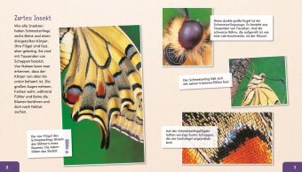 Meine große Tierbibliothek: Der Schmetterling