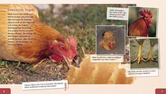 Meine große Tierbibliothek: Das Huhn
