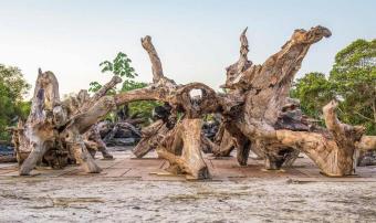 Roots