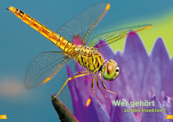 WAS IST WAS Erstes Lesen Band 11. Insekten