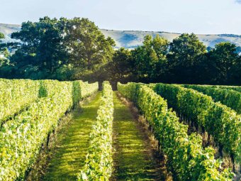 English Wine