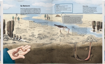 Wildes Leben im Watt 