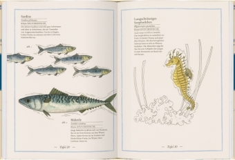 Blauwal, Seestern, Oktopus