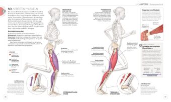 Lauftraining - Die Anatomie verstehen
