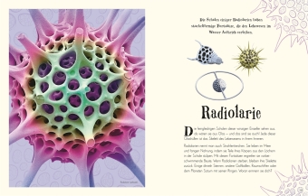 Wundervolle Welt der Natur 