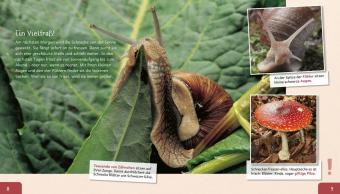 Meine große Tierbibliothek: Die Schnecke
