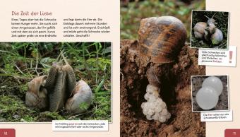 Meine große Tierbibliothek: Die Schnecke