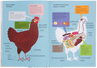 Ich wollt', ich wär' ein Huhn