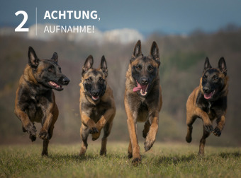 Tierische Momente fotografieren