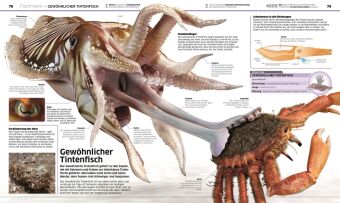 DK Wissen. Ozeane